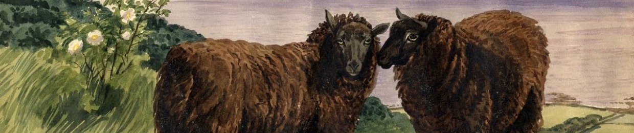 sablemutton