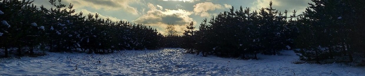 A Walk in the Woods