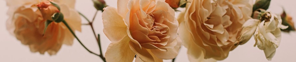 T.kondo