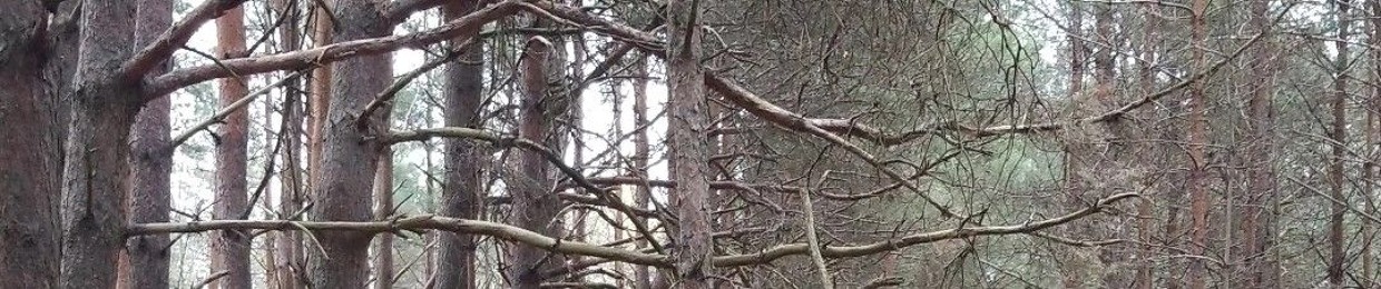 Forest Mantra