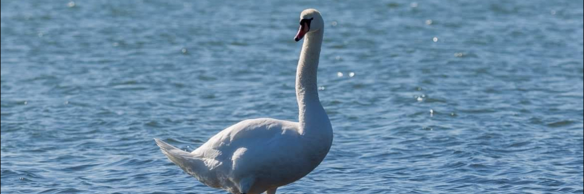 Stream 郷ひろみ：タカラ本みりんてりっこ1995・聴き採り by