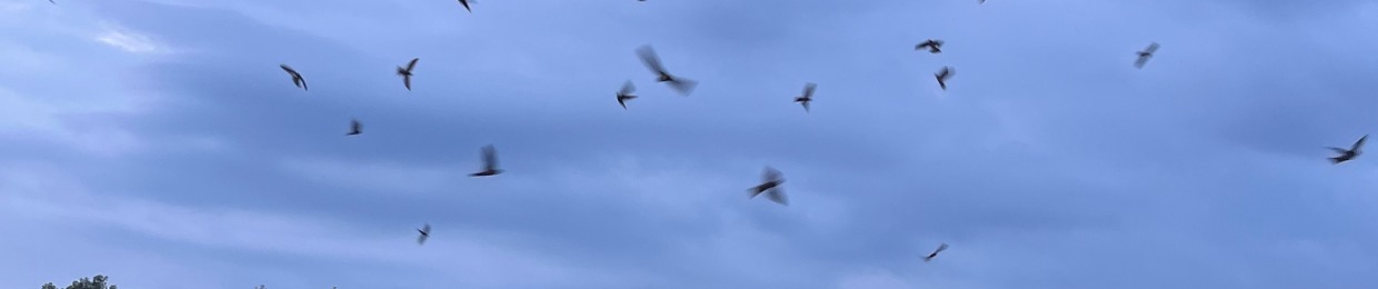 DuckJJR