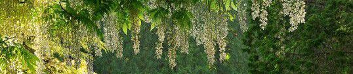 𝑵𝒈𝒐𝒄 𝑳𝒊𝒏𝒉