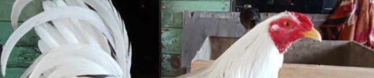 🫵 Predator line 💯