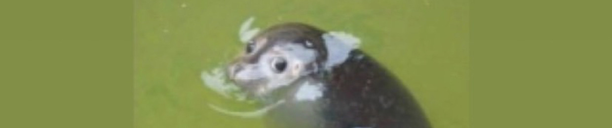 the