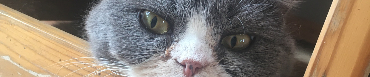 Ivan
