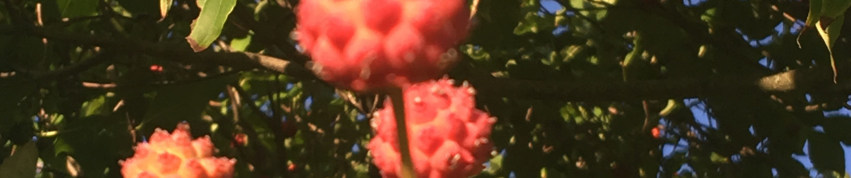 Sniny Eyes (Dawn) (MOVED)