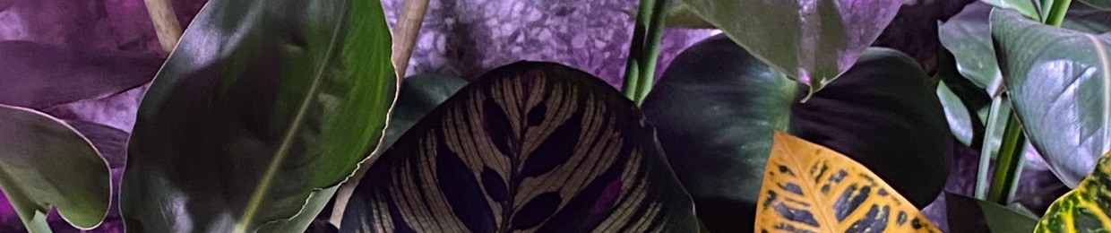 junglepatrol