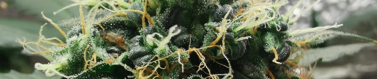 WeedSmoker ¡¡