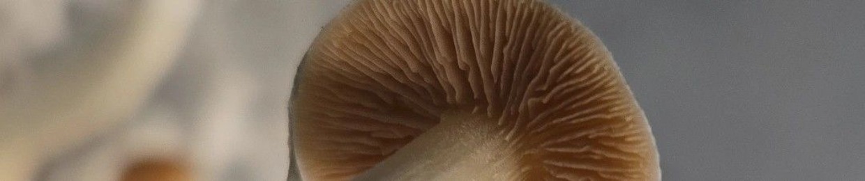 Cayja710