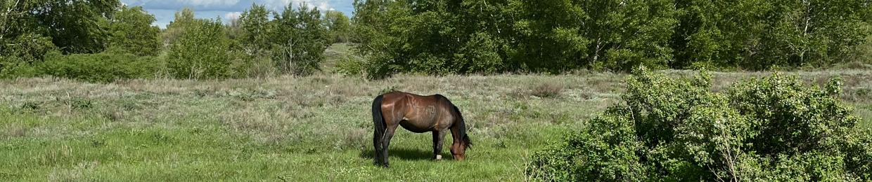 savikok