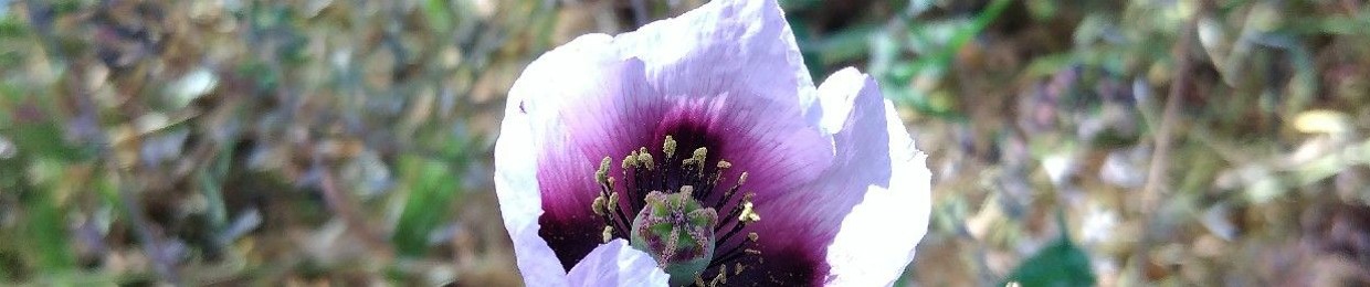 the frost flowers