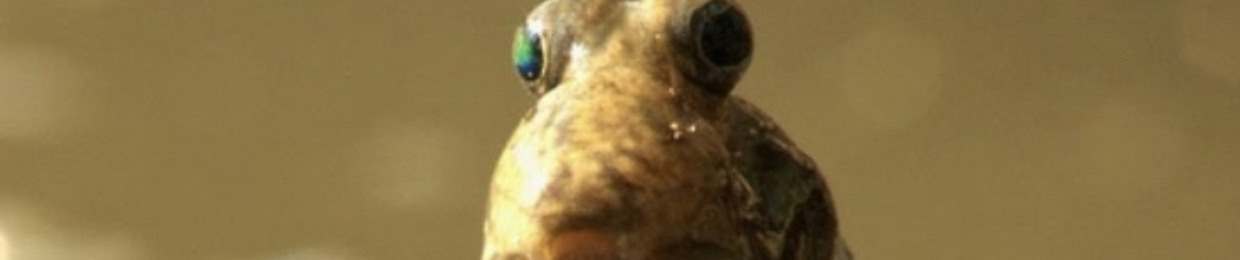 krucify
