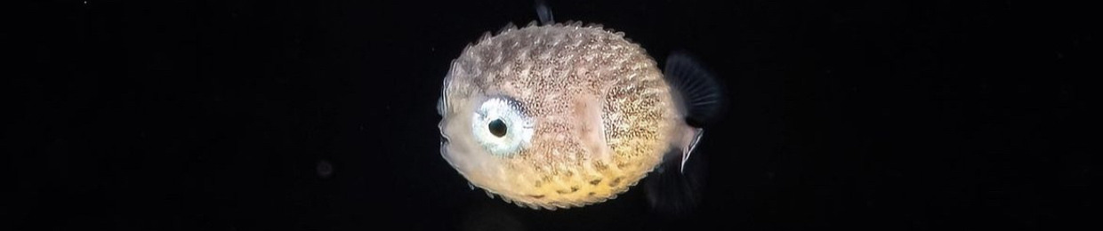 Feelix