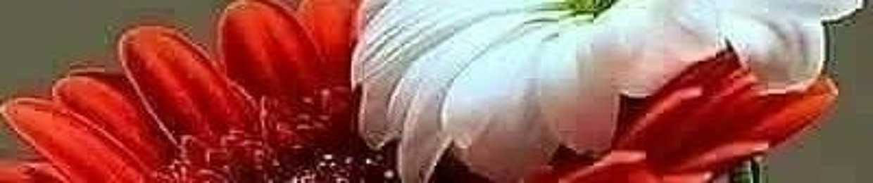 Rafeek Ahmed          ،،،أشعار