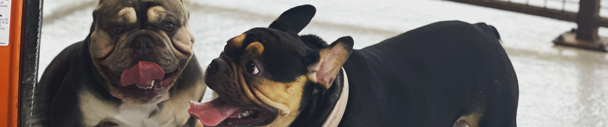 frenchie_xl