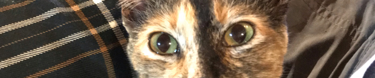 ISA🐈‍⬛