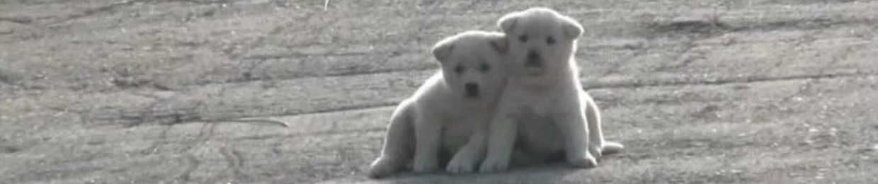 큐티떽띠피리미리