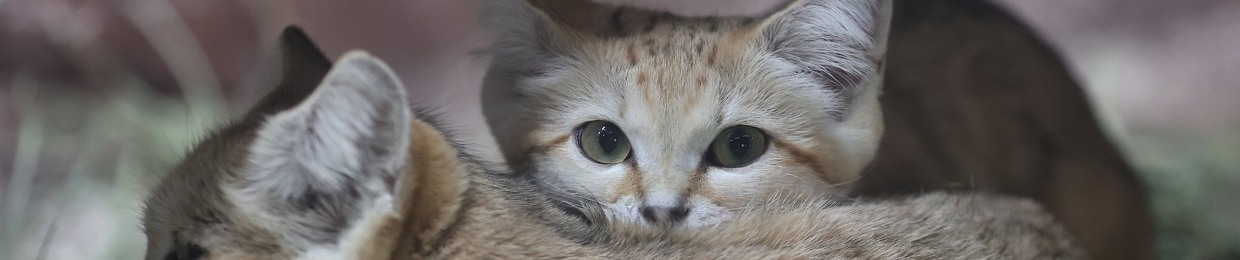 ürai
