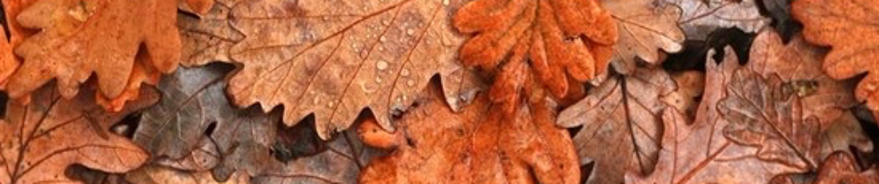 October Leaves