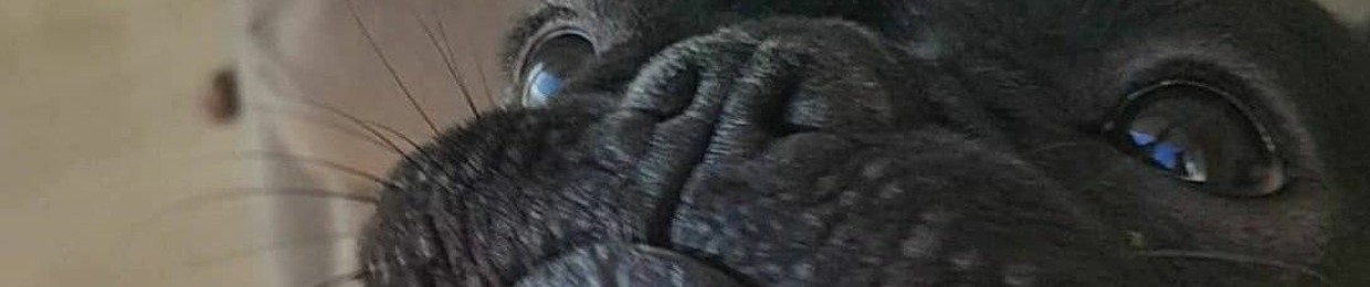 Pookythefrenchie🐾🐾