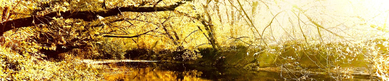 Somewhere In The Woods