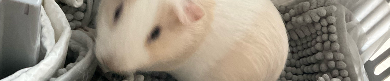 elgato