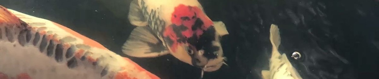 ‎  ‎