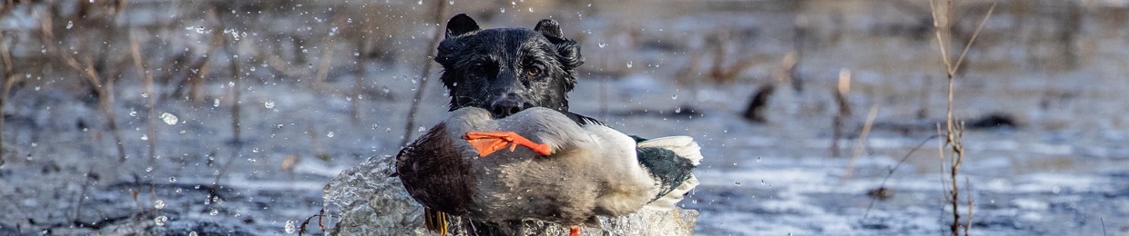 The Fowl Life