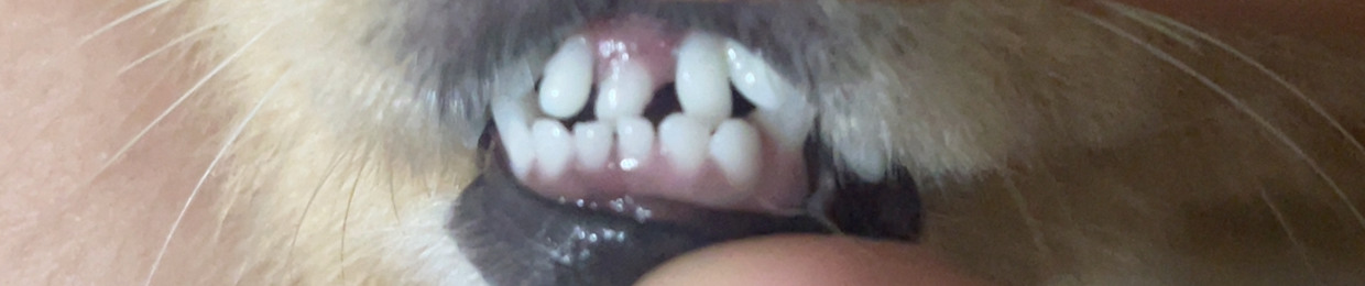Lương Vũ Huy