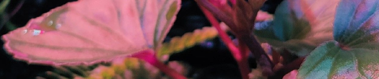 pollyjean