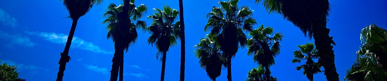 McPalmier 🌴
