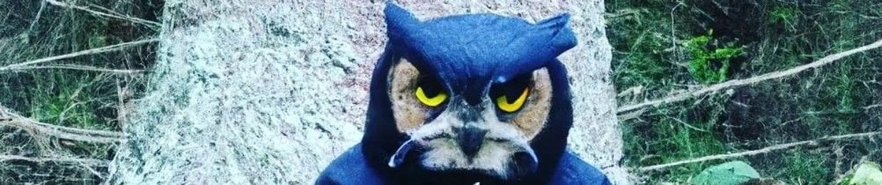 WiseOwl