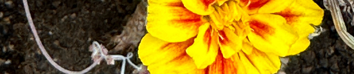 花がいい