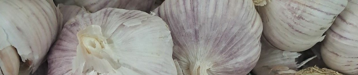 Garlic