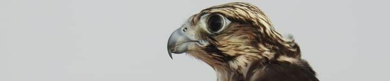 جہانزیب جانباز