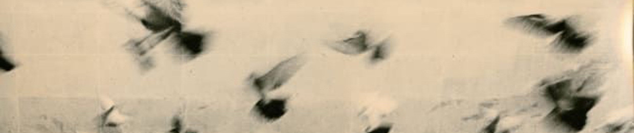 Xav