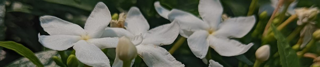 kamishii