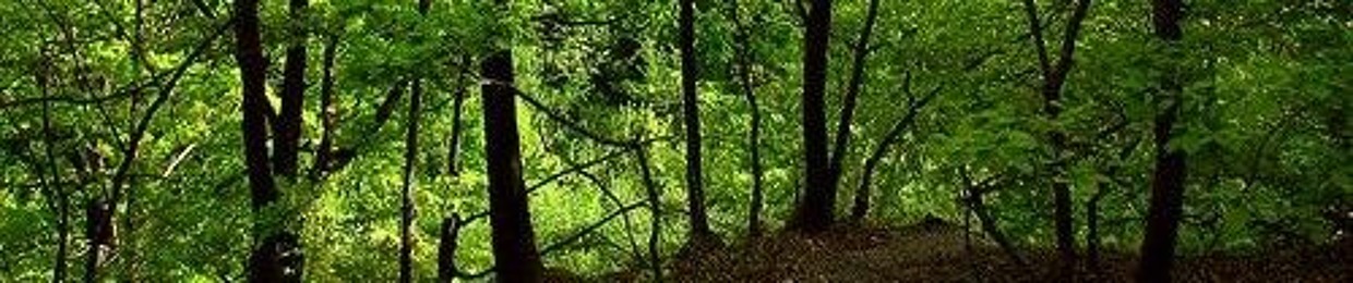 Oak Tree