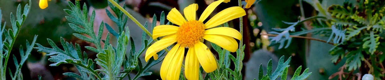 Ahmed Ahmed Khashaba