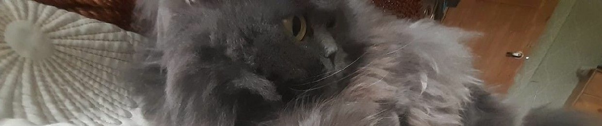 yourkitten