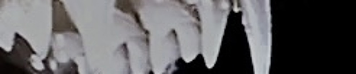 gelino