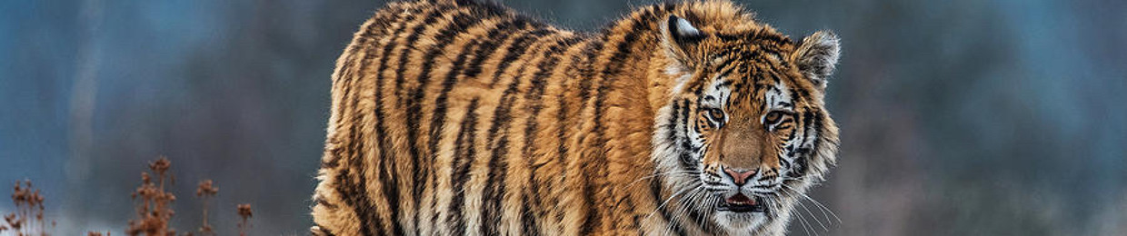 Tiger Force