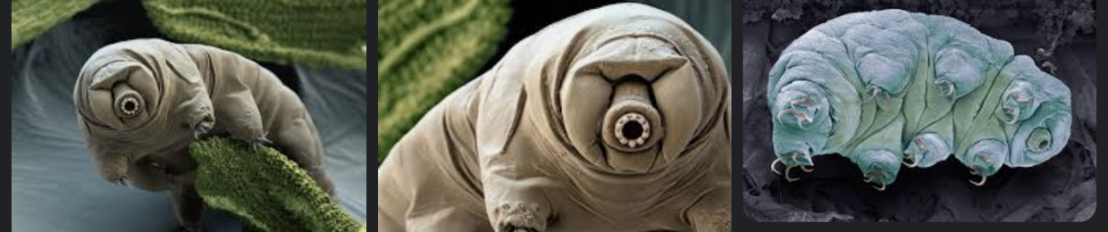 rosenthalfishes