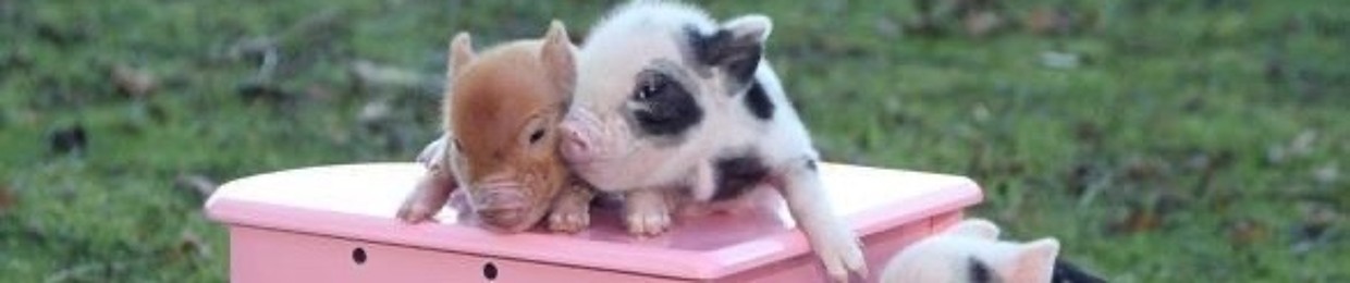 Promiscuous Piggy