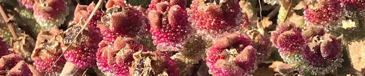 blurorsarch