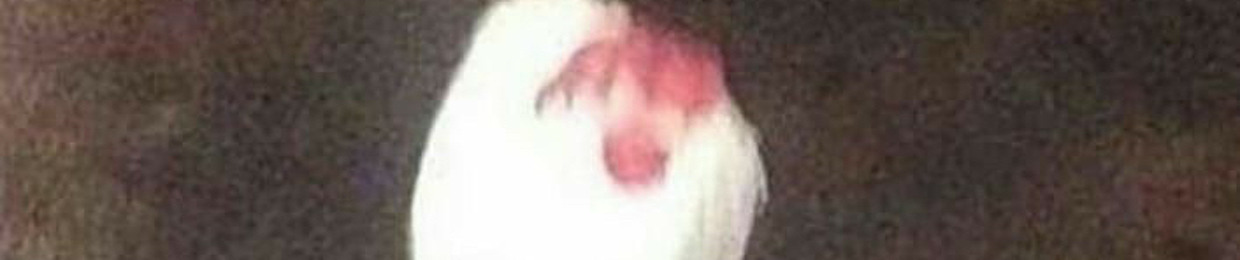 𝔇𝔬𝔫𝔫𝔦𝔢