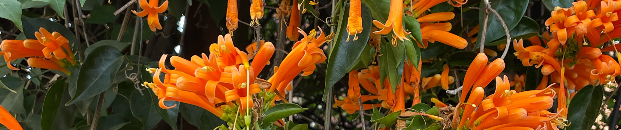 Nzambisa