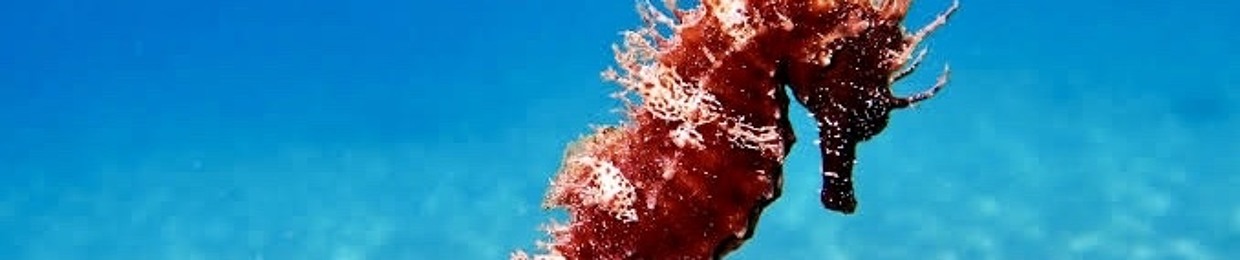 DJ LIONARDODK2ONG PHOTEK