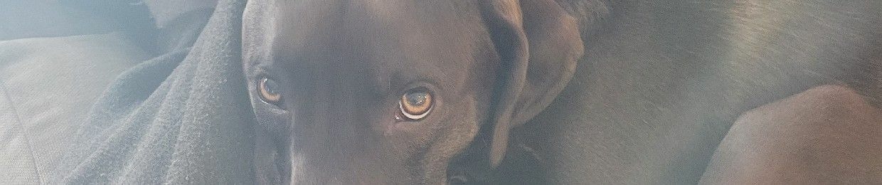 aaliyah🐶❤